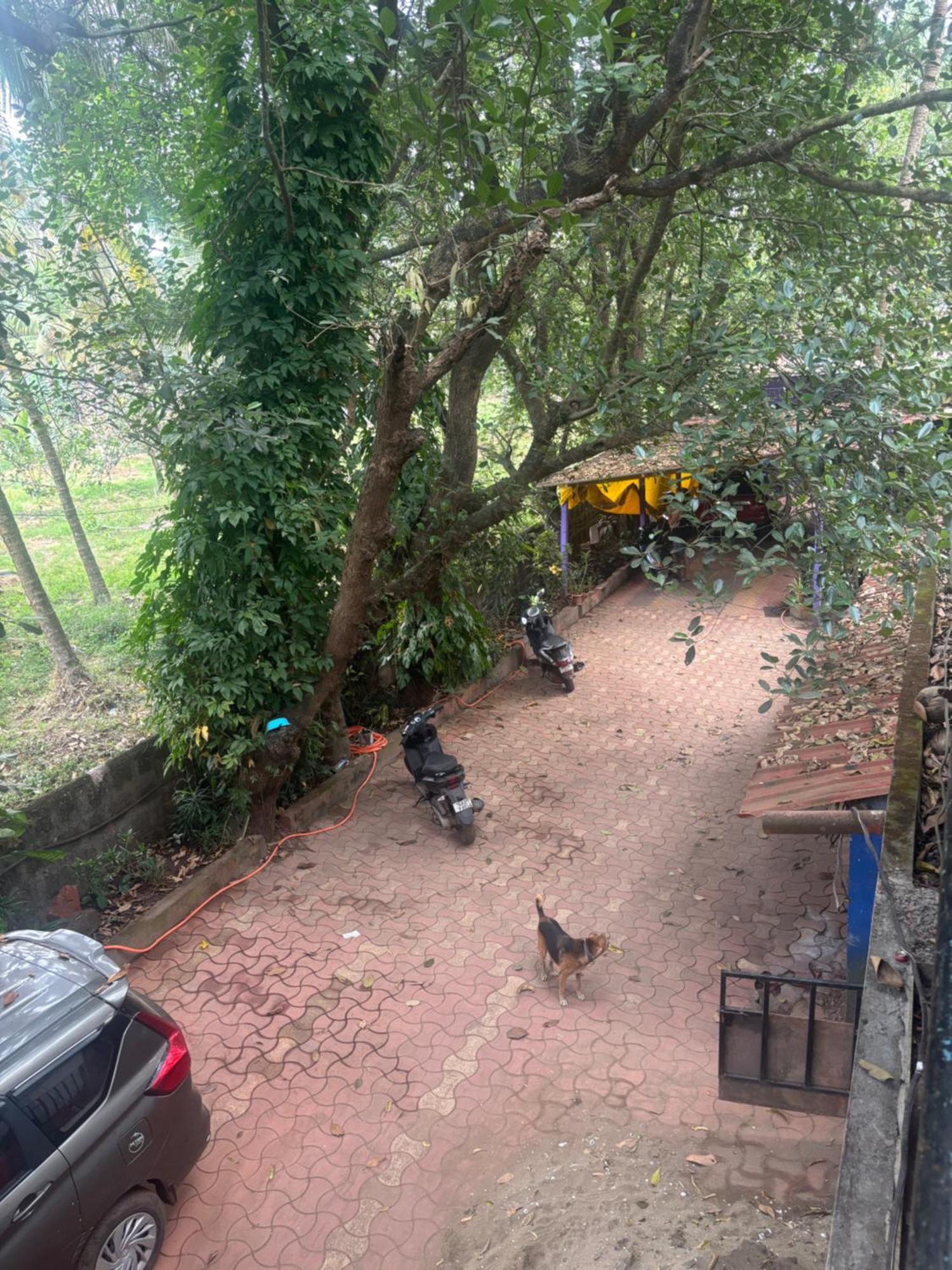 Tamasha Goa Vagator Hostel Rom bilde